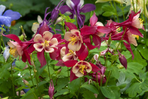 Aquilegia Crimson